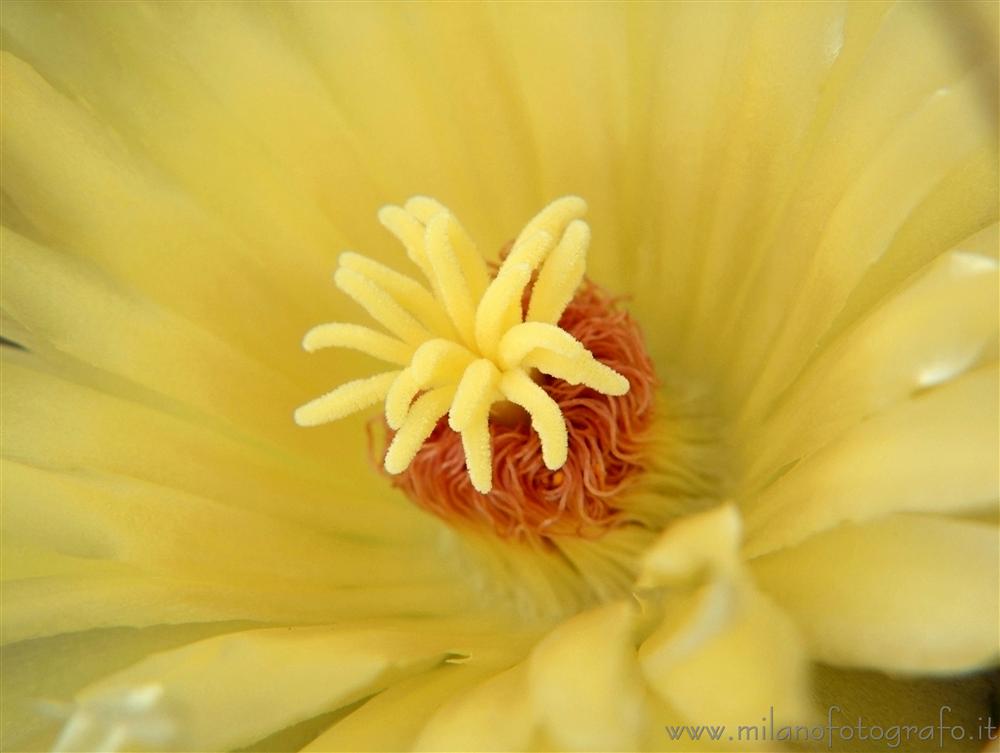 Milan (Italy) - Detail of a Leuchtenbergia princeps flower